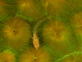   blenny panasonic GH4 olympus lens 60mm two sea strobe D2 nauticam housing. housing  